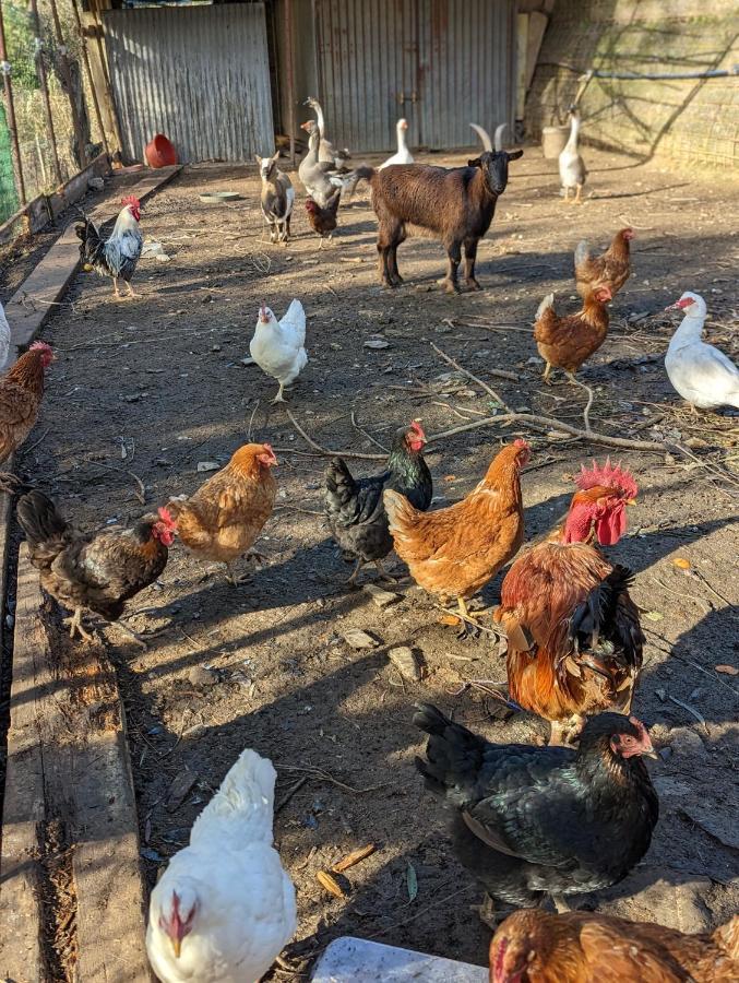 Agriturismo A Canonica غارليندا المظهر الخارجي الصورة