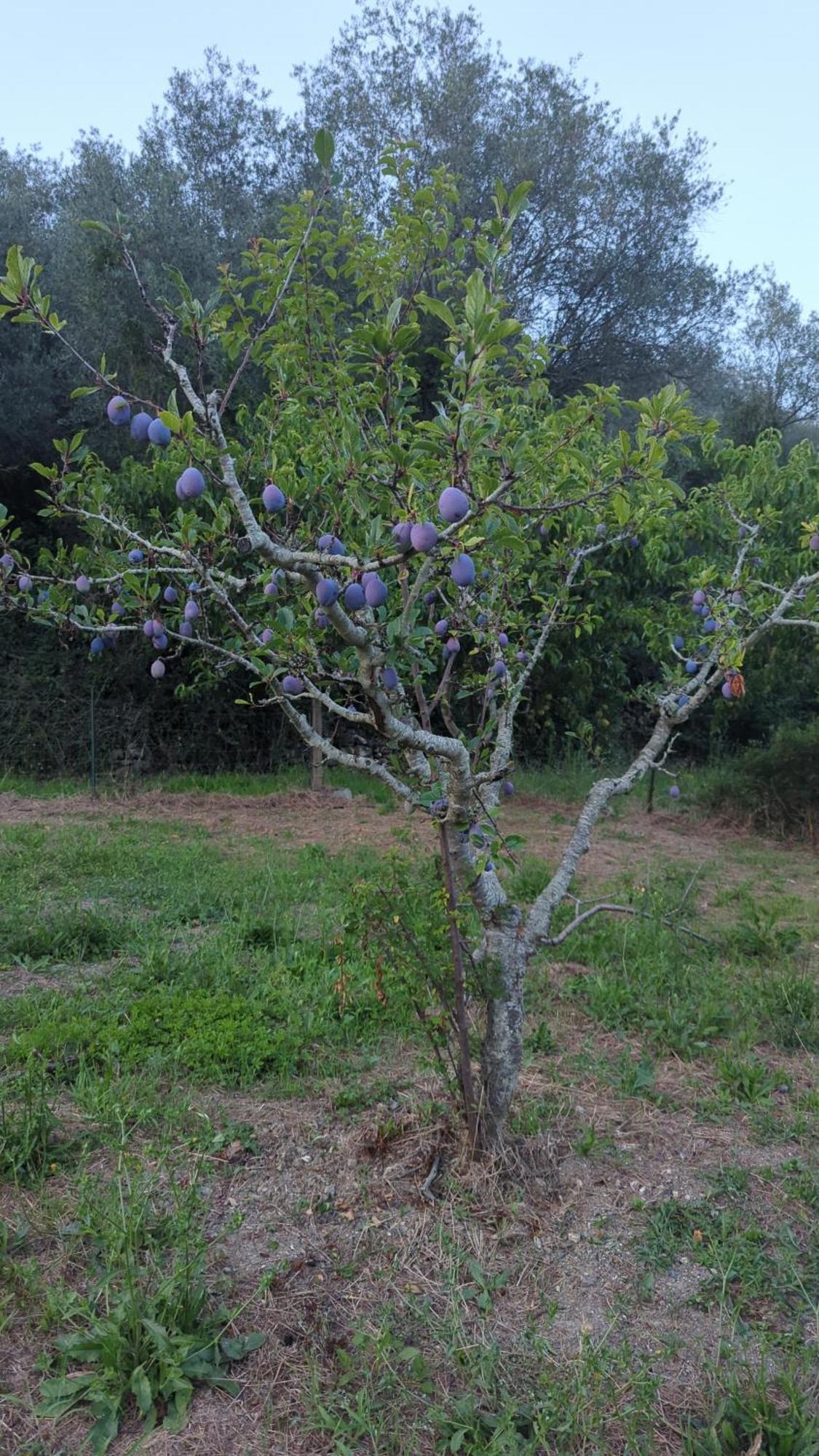 Agriturismo A Canonica غارليندا المظهر الخارجي الصورة