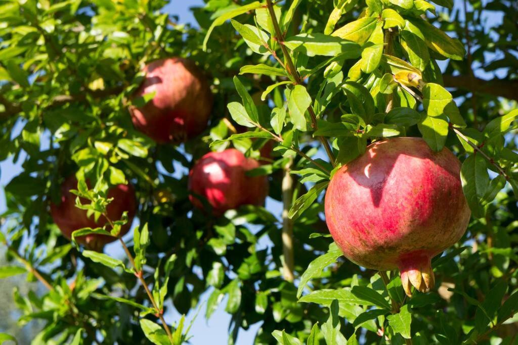 Agriturismo A Canonica غارليندا المظهر الخارجي الصورة